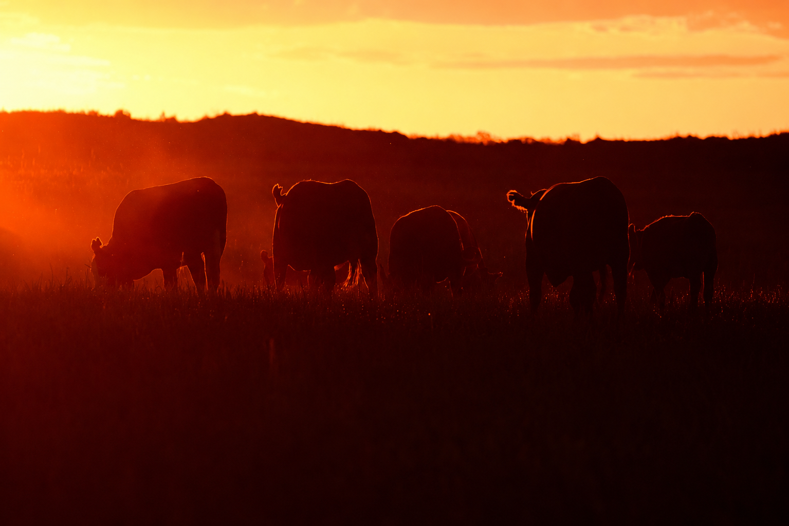 cattle